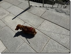 IMG_4886(1) IMG_4886(1)