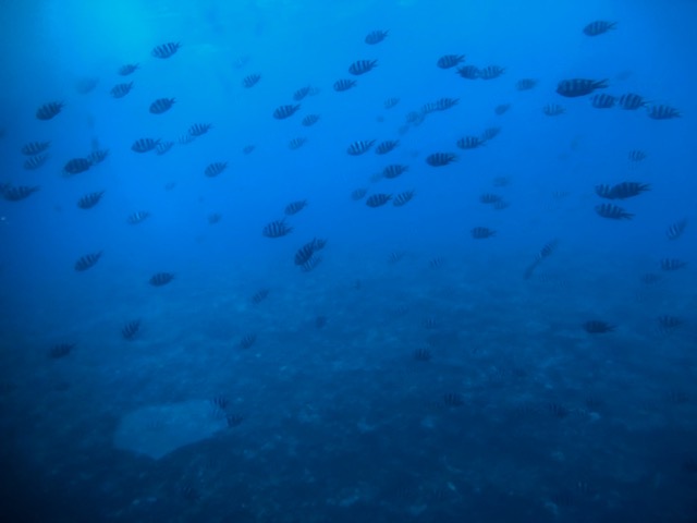 1/2018100818285512-IMG_6555-small.jpg 1/2018100818285512-IMG_6555-small.jpg