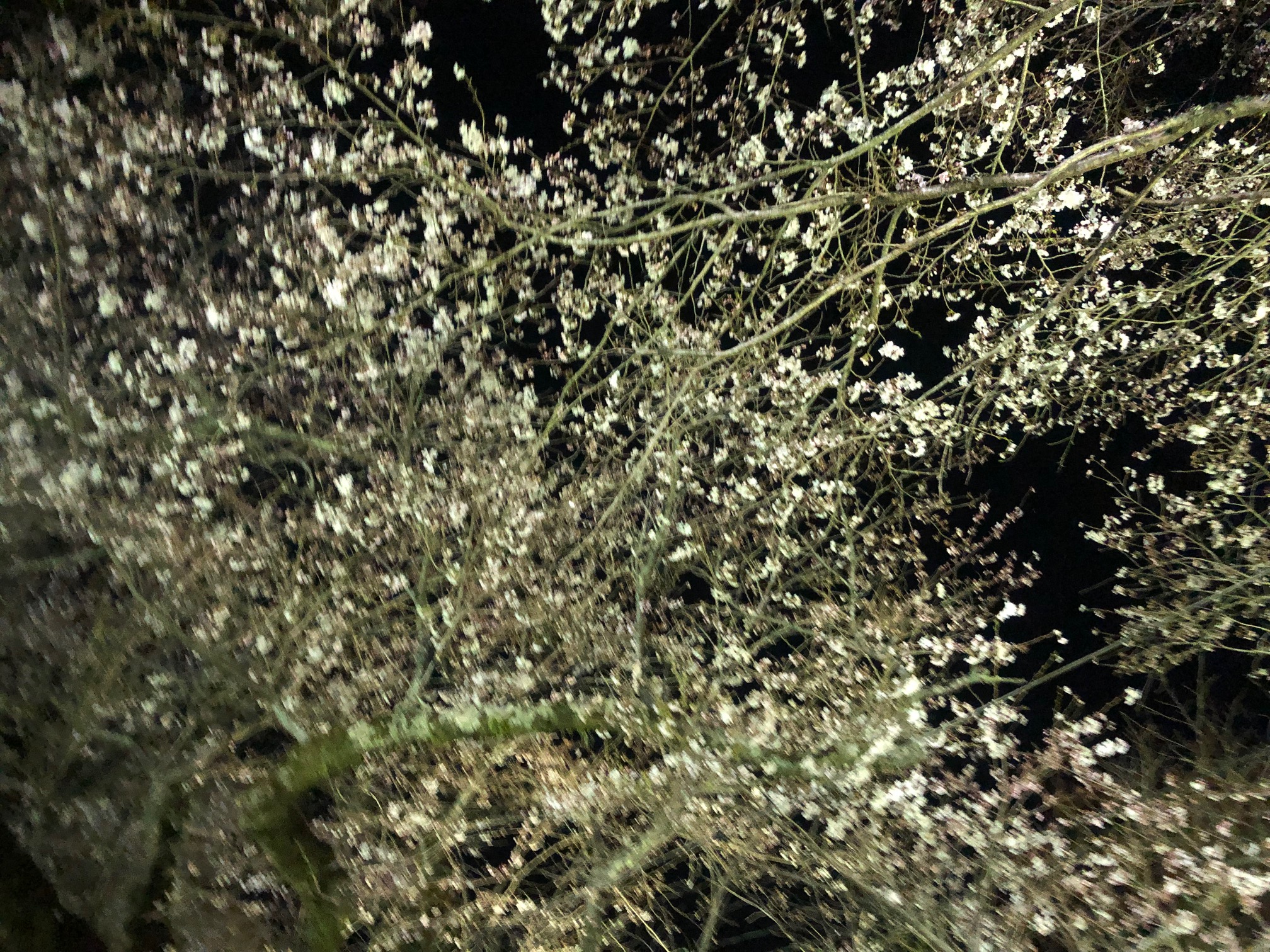 1/2019040521302203-IMG_7651-small.jpg 1/2019040521302203-IMG_7651-small.jpg
