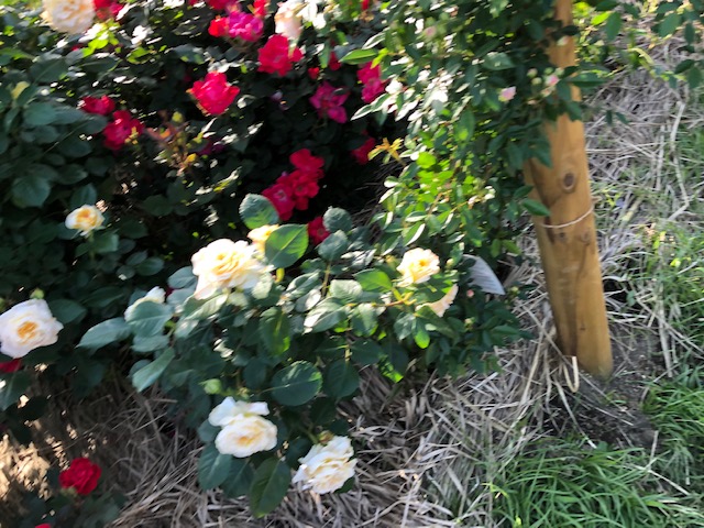 1/2019050320455711-IMG_7825-small.jpg 1/2019050320455711-IMG_7825-small.jpg