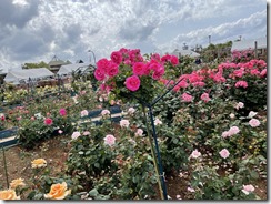 IMG_2248(1) IMG_2248(1)