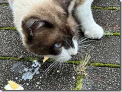 IMG_5939
