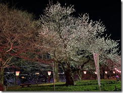 IMG_4836(1) IMG_4836(1)