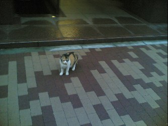 にゃ にゃ