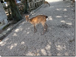 IMG_3968
