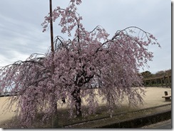 IMG_5880(1)