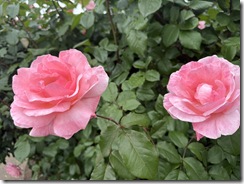 IMG_6263(1)