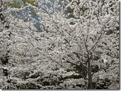 IMG_1778