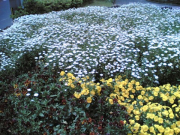 03052006(027) 03052006(027)