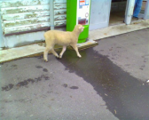 IMG00209 IMG00209