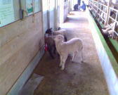 IMG00188 IMG00188