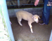 IMG00208 IMG00208
