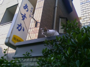 200804031550_220