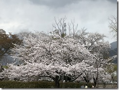 IMG_0009
