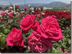 IMG_0080