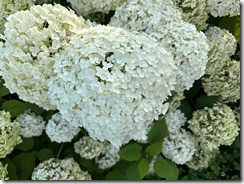 IMG_2121(2)