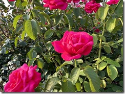 IMG_2123(1)
