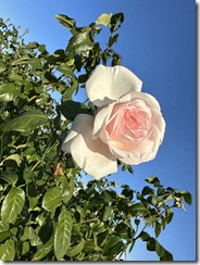 IMG_4053