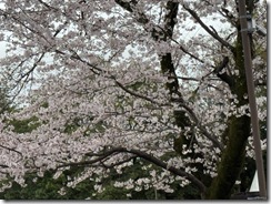 IMG_5676(1)