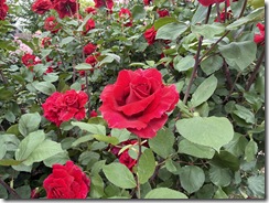 IMG_6262