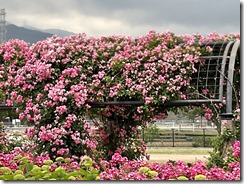 IMG_1085(1)