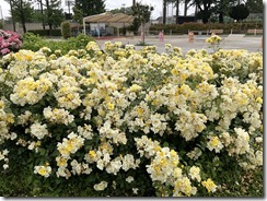IMG_1090(1)