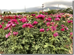 IMG_1091(1)