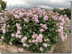 IMG_1093(1)