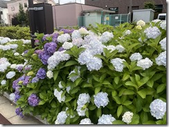 IMG_1117(1)