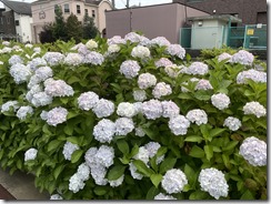 IMG_1118(1)