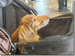 IMG_6422