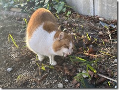 IMG_0498(1)