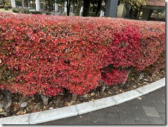 IMG_0226(2)