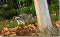 tanukiIMG_1906