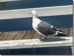 IMG_2011
